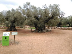 Olivera de 1.702 anys, la més antiga de la Península Ibèrica d'entre les datades. Forma part de la mar d'oliveres entre el Montsià i el Maestrat, i està al terme municipal d'Ulldecona